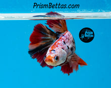Load image into Gallery viewer, Rainbow Marble Halfmoon Female