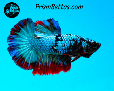 Turquoise Fire Halfmoon Female