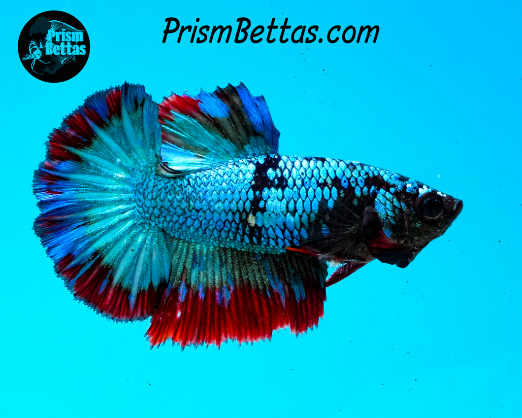 Turquoise Fire Halfmoon Female