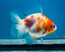 Load image into Gallery viewer, Orange and White Oranda  (3.25 inches) Imported from Thailand