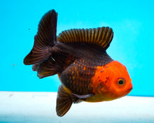 Load image into Gallery viewer, Apache Oranda Imported from Thailand