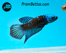 Load image into Gallery viewer, Turquoise Samurai Alien Male Bred by Frank&#39;s Bettas
