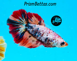 Rainbow Marble Halfmoon Female