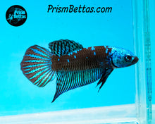Load image into Gallery viewer, Turquoise Samurai Alien Male Bred by Frank&#39;s Bettas