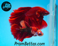 Load image into Gallery viewer, Candy Koi Halfmoon Female Buy 4 Get 1 Free