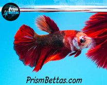 Load image into Gallery viewer, Candy Koi Halfmoon Female Buy 4 Get 1 Free