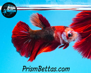 Candy Koi Halfmoon Female Buy 4 Get 1 Free