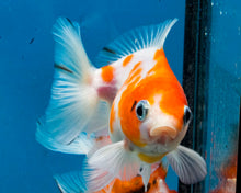 Load image into Gallery viewer, Orange and White Oranda  (3.25 inches) Imported from Thailand