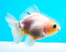 Load image into Gallery viewer, White Godzilla Oranda (2.5-3.5 inches) Imported from Thailand
