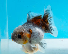 Load image into Gallery viewer, Kirin Godzilla Oranda (2.5-3.5 inches) Imported from Thailand