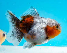 Load image into Gallery viewer, Kirin Godzilla Oranda (2.5-3.5 inches) Imported from Thailand