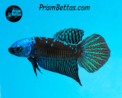 Turquoise Samurai Alien Male Bred by Frank's Bettas
