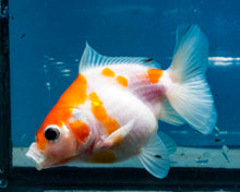 Load image into Gallery viewer, Orange and White Oranda  (3.25 inches) Imported from Thailand