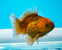 Load image into Gallery viewer, Calico Godzilla Oranda (2.5-3.5 inches) Imported from Thailand