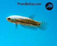 Load image into Gallery viewer, Turquoise Alien Female Bred by Frank&#39;s Bettas