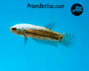 Turquoise Alien Female Bred by Frank's Bettas