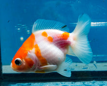 Load image into Gallery viewer, Orange and White Oranda  (3.25 inches) Imported from Thailand