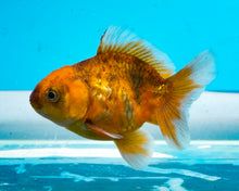 Load image into Gallery viewer, Calico Godzilla Oranda (2.5-3.5 inches) Imported from Thailand