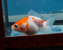 Load image into Gallery viewer, Orange and White Oranda  (3.25 inches) Imported from Thailand