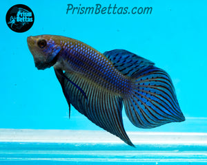 Blue Mahachai Spadetail Male Bred by Frank's Bettas