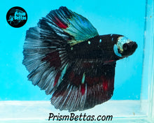 Load image into Gallery viewer, Blacklight Halfmoon Male