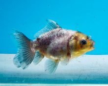 Load image into Gallery viewer, Kirin Longbodied Oranda (2.5-3.5 inches) Imported from Thailand