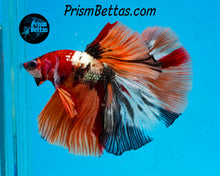 Load image into Gallery viewer, Copper Candy Marble Halfmoon Male