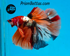 Copper Candy Marble Halfmoon Male