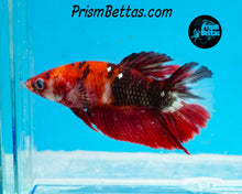Load image into Gallery viewer, Red Koi Halfmoon Female