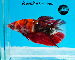 Red Koi Halfmoon Female