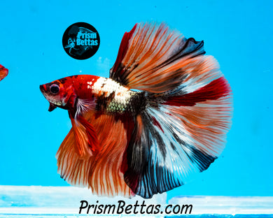 Copper Candy Marble Halfmoon Male