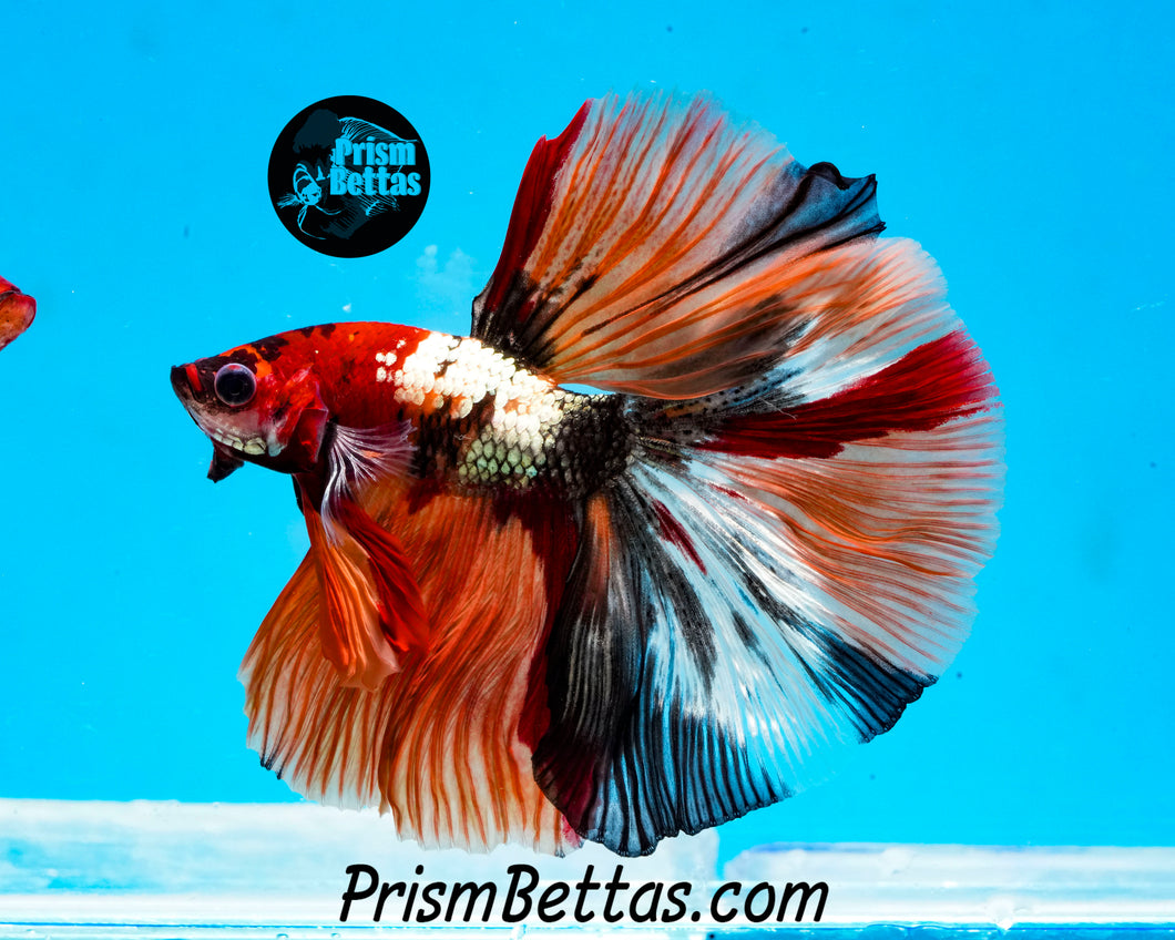 Copper Candy Marble Halfmoon Male