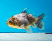 Load image into Gallery viewer, Kirin Longbodied Oranda (2.5-3.5 inches) Imported from Thailand