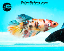 Load image into Gallery viewer, Candy Koi Halfmoon Female