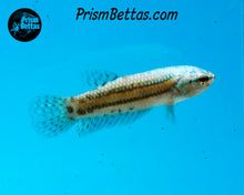 Load image into Gallery viewer, Turquoise Alien Female Bred by Frank&#39;s Bettas