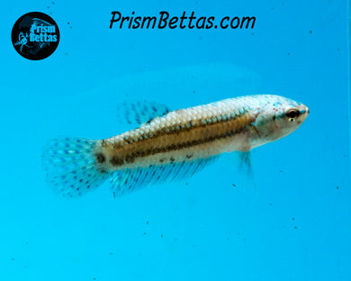 Turquoise Alien Female Bred by Frank's Bettas