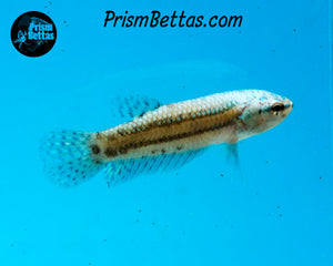 Turquoise Alien Female Bred by Frank's Bettas