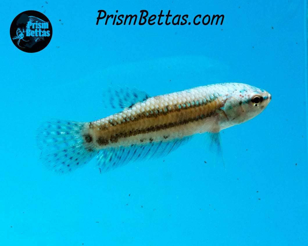 Turquoise Alien Female Bred by Frank's Bettas
