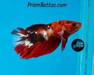 Red Koi Halfmoon Female