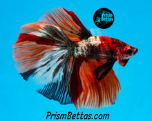 Load image into Gallery viewer, Copper Candy Marble Halfmoon Male