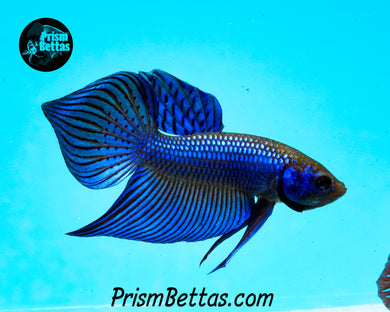 Blue Mahachai Spadetail Male Bred by Frank's Bettas