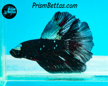 Load image into Gallery viewer, Blacklight Halfmoon Male