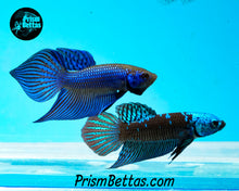 Load image into Gallery viewer, Blue Mahachai Spadetail Male Bred by Frank&#39;s Bettas