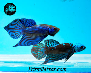 Blue Mahachai Spadetail Male Bred by Frank's Bettas