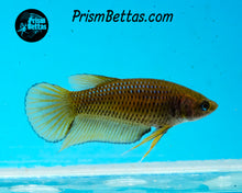 Load image into Gallery viewer, Yellow Wildtype Splenden Female Bred by Frank&#39;s Bettas