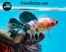 Load image into Gallery viewer, Marble Halfmoon Male