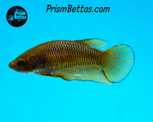 Load image into Gallery viewer, Yellow Wildtype Splenden Female Bred by Frank&#39;s Bettas