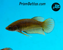 Load image into Gallery viewer, Yellow Wildtype Splenden Female Bred by Frank&#39;s Bettas