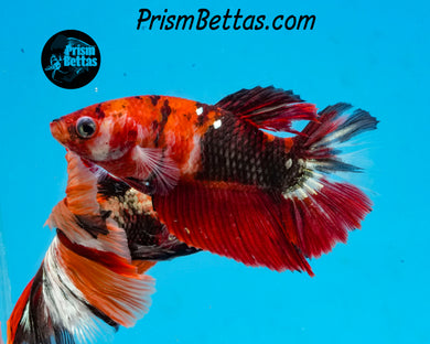 Red Koi Halfmoon Female