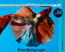 Load image into Gallery viewer, Copper Candy Marble Halfmoon Male